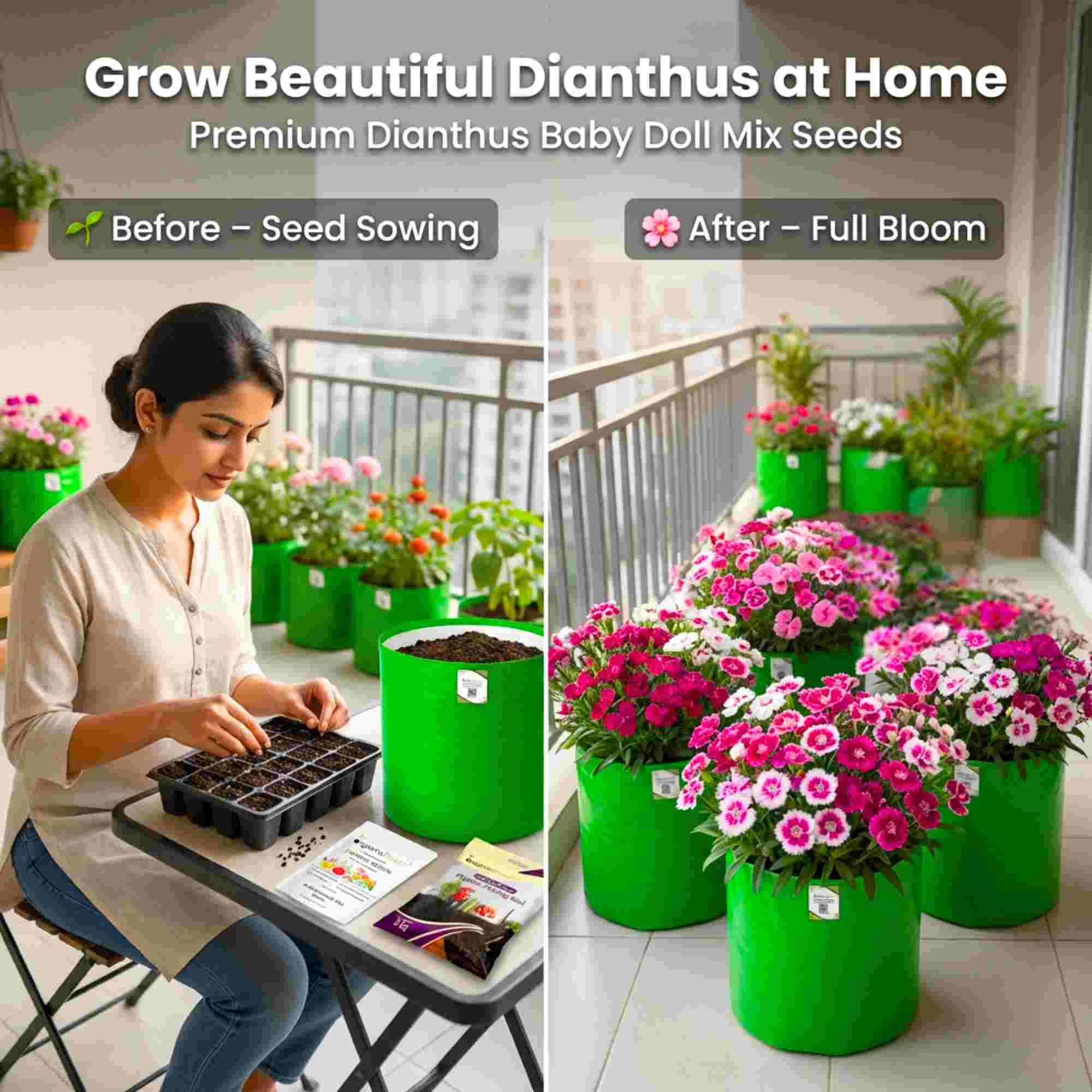 Dianthus Baby Doll Mix Seeds (200 Seeds) Easy To Grow, High Germination, Perfect for pots, balconies, or Terrace gardens - Image 3