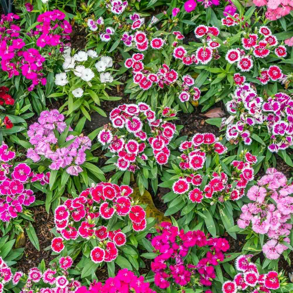 Dianthus Baby Doll Mix Seeds (200 Seeds) Easy To Grow, High Germination, Perfect for pots, balconies, or Terrace gardens - Image 4