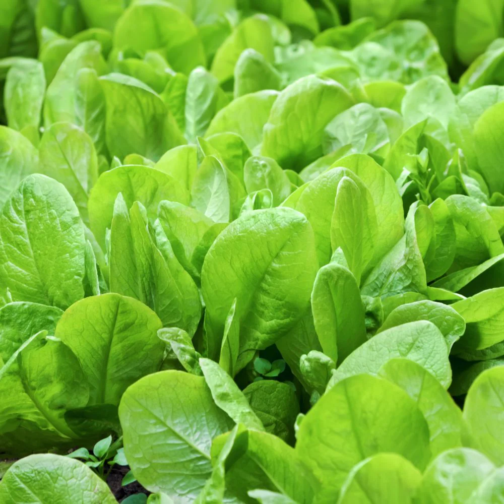 DIY Spinach (Palak) Leafy Greens Growing kit for Beginners for Home Garden - Image 2