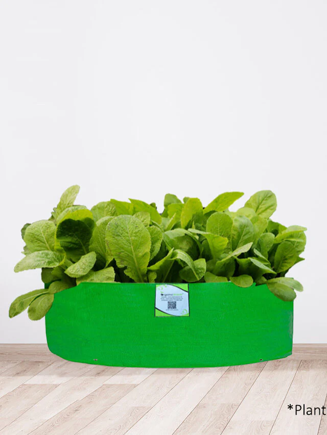 DIY Spinach (Palak) Leafy Greens Growing kit for Beginners for Home Garden - Image 5