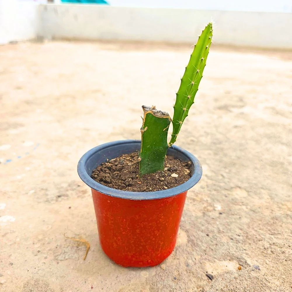 Dragon Fruit Live Plant For Planting in Home Garden - Red - Image 6