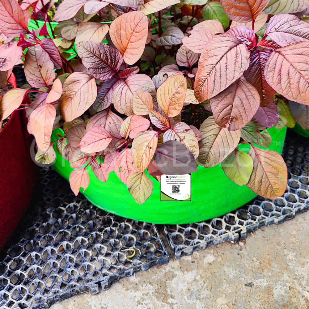 Drain Cell / Drainage Mat For Terrace Garden 50x30x2 cm (10 Nos) - Image 4