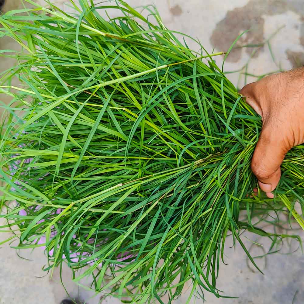 Durva (Doob) Grass Seeds (5g) - Image 3