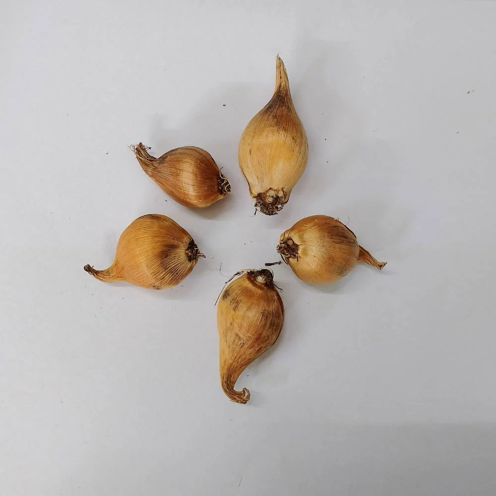 Dutch Iris Eye of the Tiger Flower Bulbs (05 Bulbs) - Image 3
