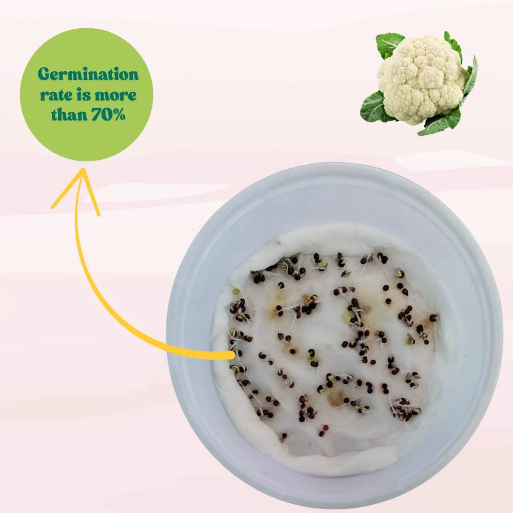 Early Cauliflower Seeds - 100 Seeds(Phool Gobhi/फूलगोभी के बीज) Early Harvest Variety 🥦 | Easy to Grow 🌱 | Ideal for Terrace & Kitchen Gardening 🏡 - Image 4