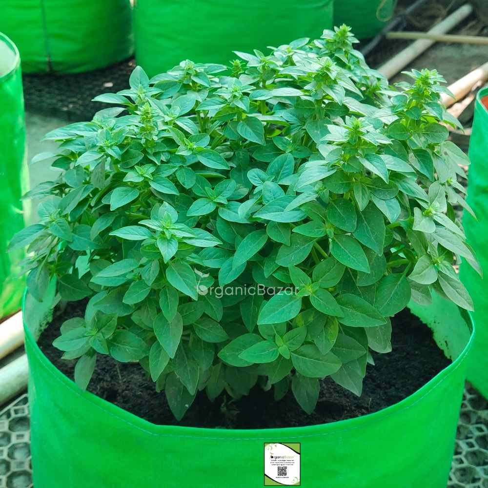 Emily Basil Seeds - 200 Seeds (Tulsi/तुलसी के बीज) High Germination/Perfect for pots, balconies, or Terrace gardens - Image 2
