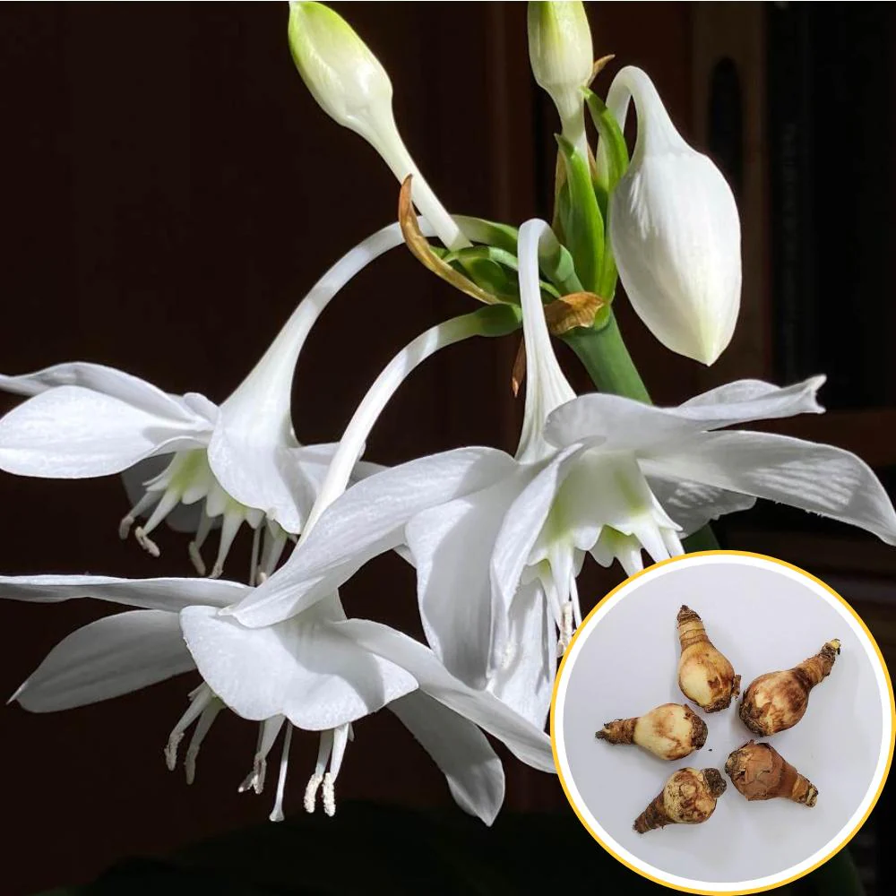 Eucharis Amazonica Flower Bulbs (05N) Amazon Lily / Eucharist Lily Flowers Bulbs For Terrace Gardening - Image 2