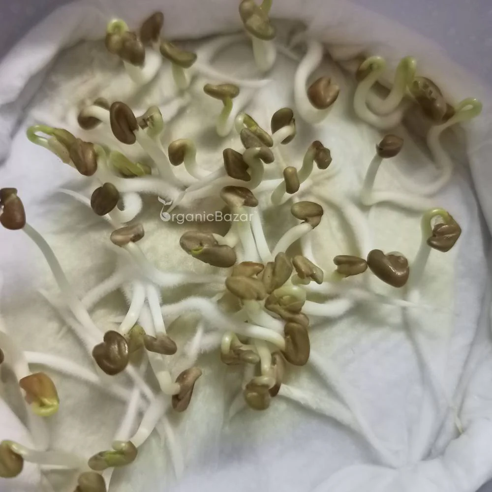 Fenugreek Microgreens Seeds (50g) - Image 4