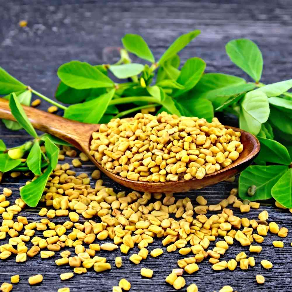 Fenugreek Seeds (Methi) मेथी के बीज - (20g) High Germination, Easy to Grow Leafy vegetable Seeds - Image 2