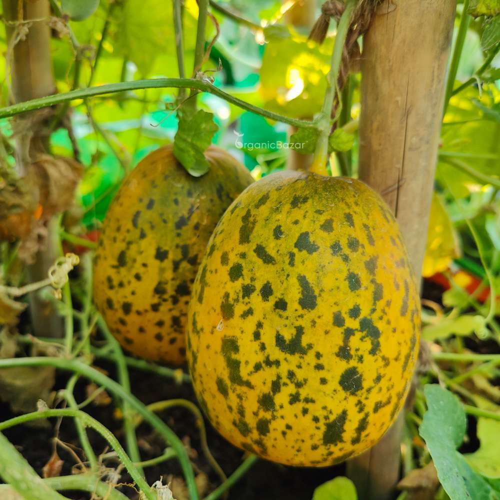 Foot kachri Seeds (कचरी के बीज) - 12 Seeds - Image 3