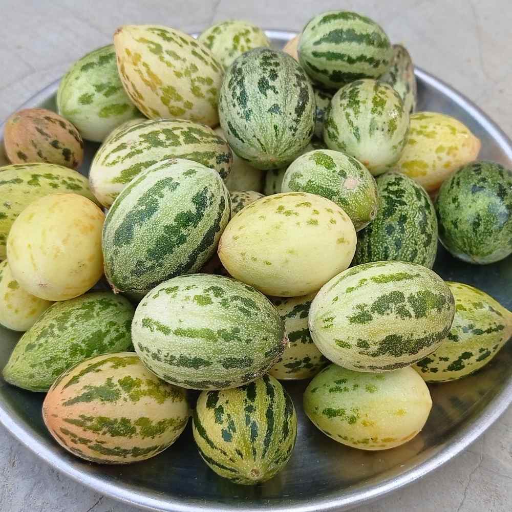 Foot kachri Seeds (कचरी के बीज) - 12 Seeds - Image 4