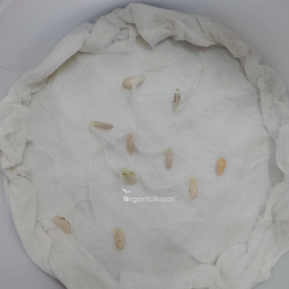 Foot kachri Seeds (कचरी के बीज) - 12 Seeds - Image 6