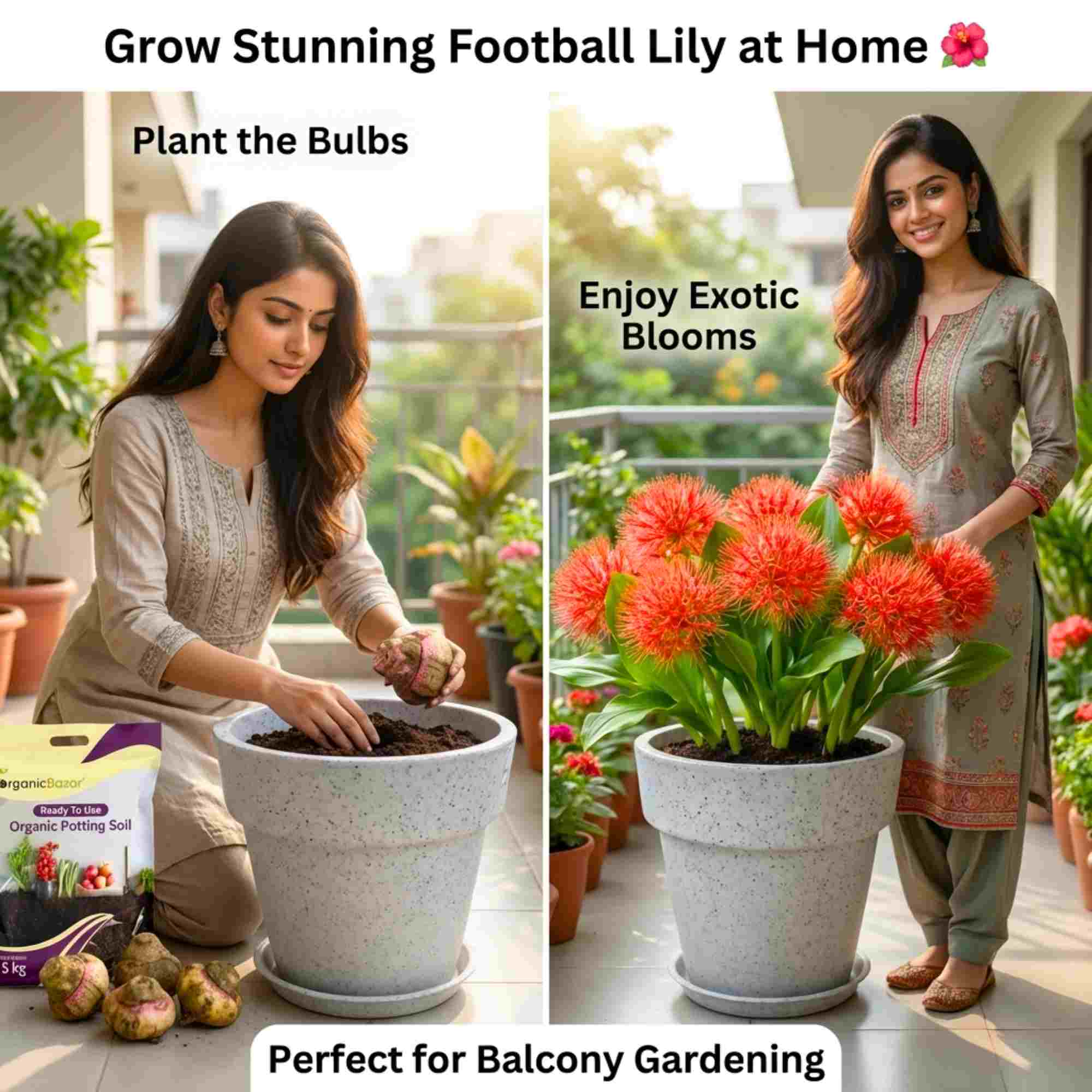 Football Lily Flower Bulb (05N) Easy Growing Blood Lily / Paintbrush Lily Bulbs for Home Gardening - Image 2