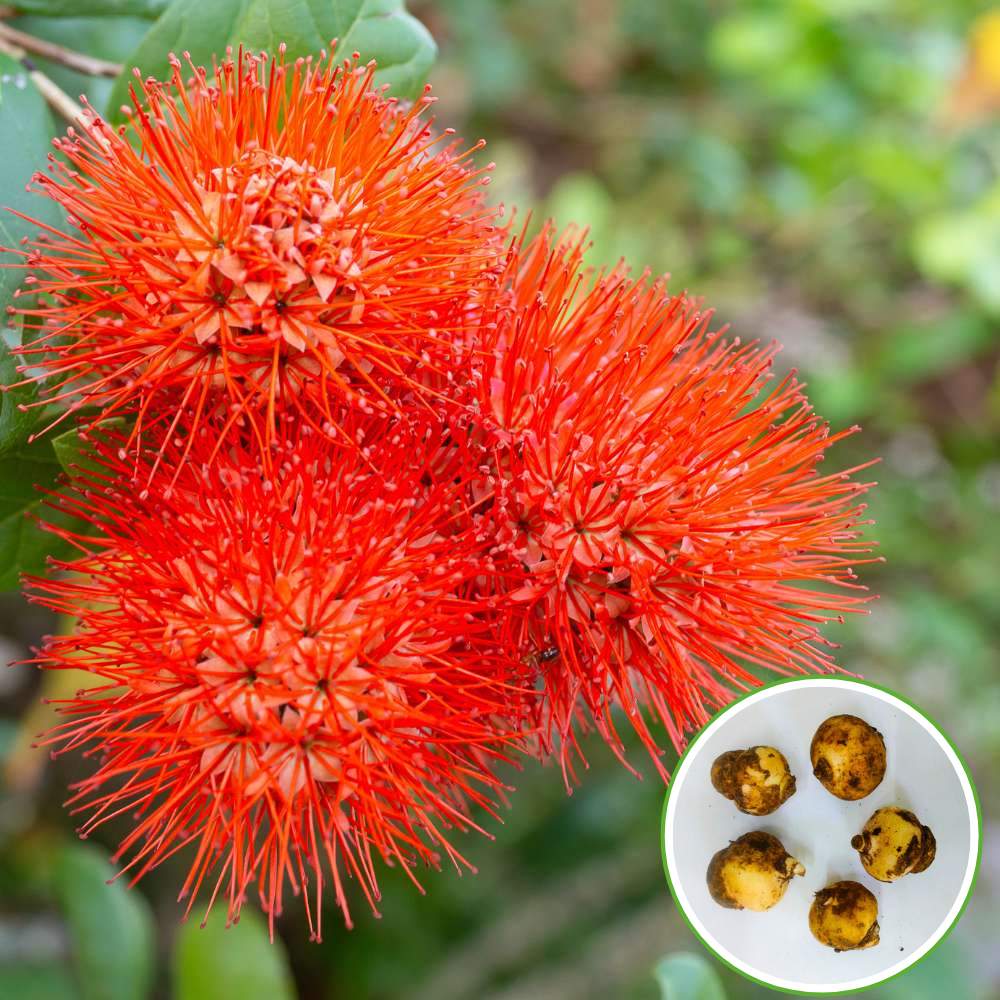 Football Lily Flower Bulb (05N) Easy Growing Blood Lily / Paintbrush Lily Bulbs for Home Gardening - Image 3