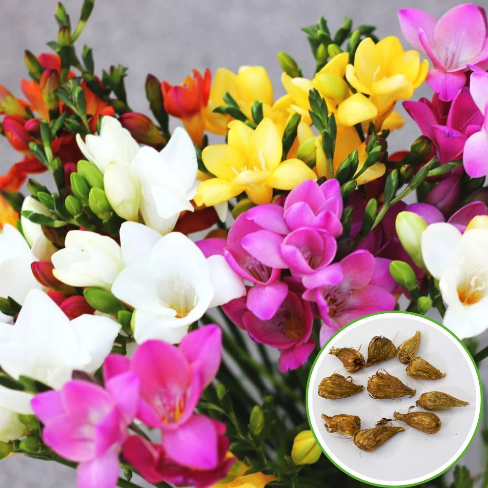 Freesia Mix Color Flower Bulb (10N) Fragrant Winter Blooms for Home Garden 🌿✨ - Image 3