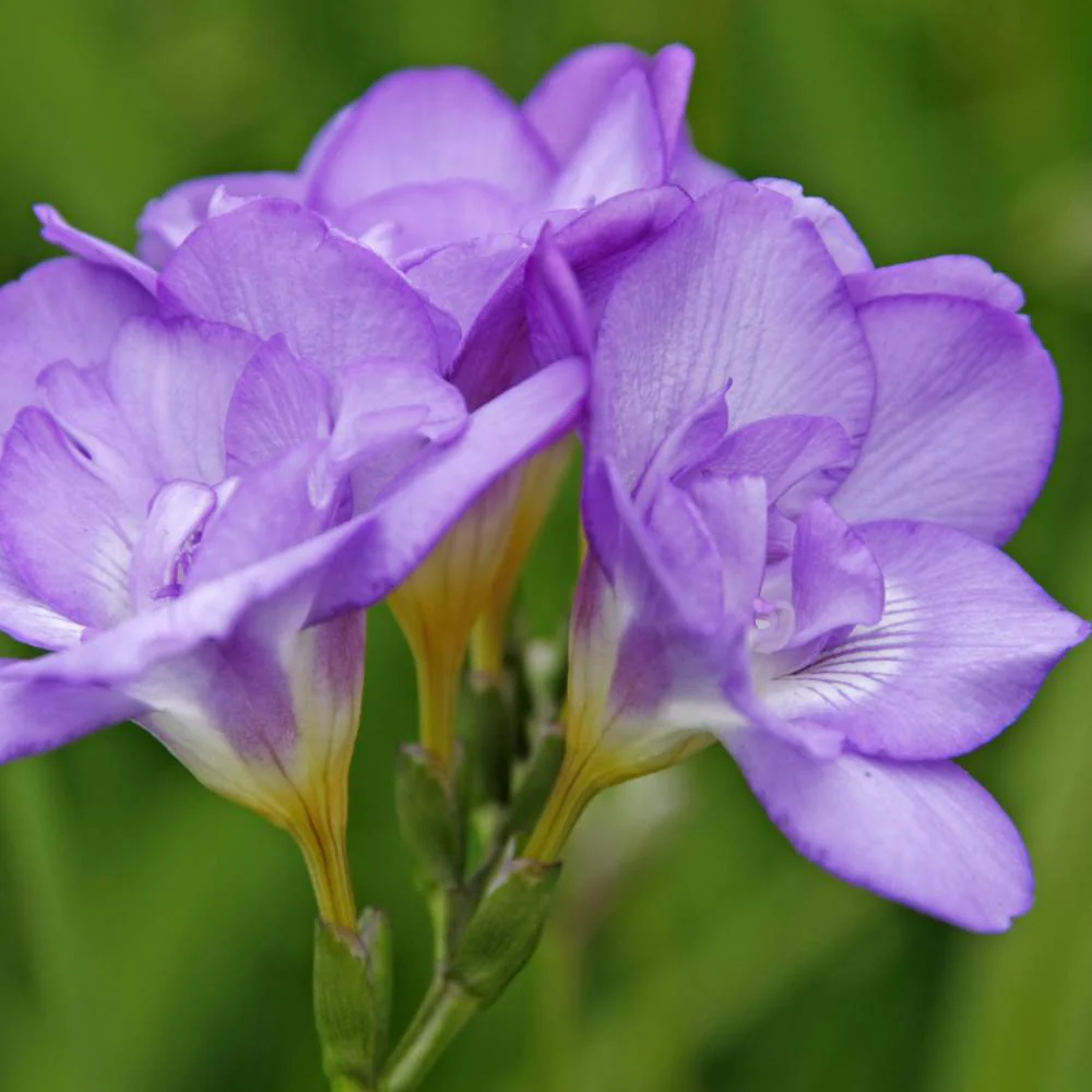 Freesia Purple Flower Bulbs (05 bulbs) - Image 2