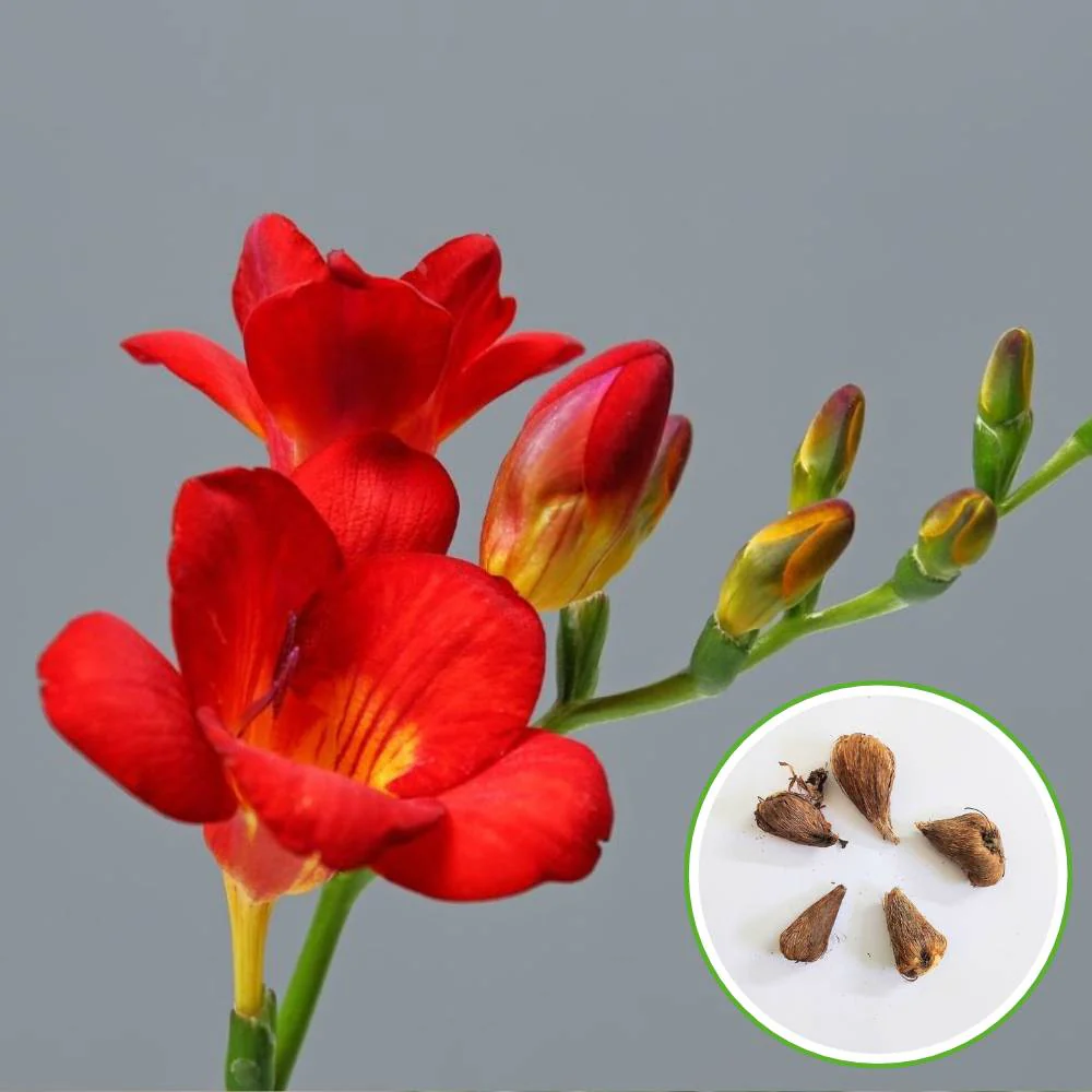 Freesia Red Flower Bulbs (05 Bulbs) - Image 2
