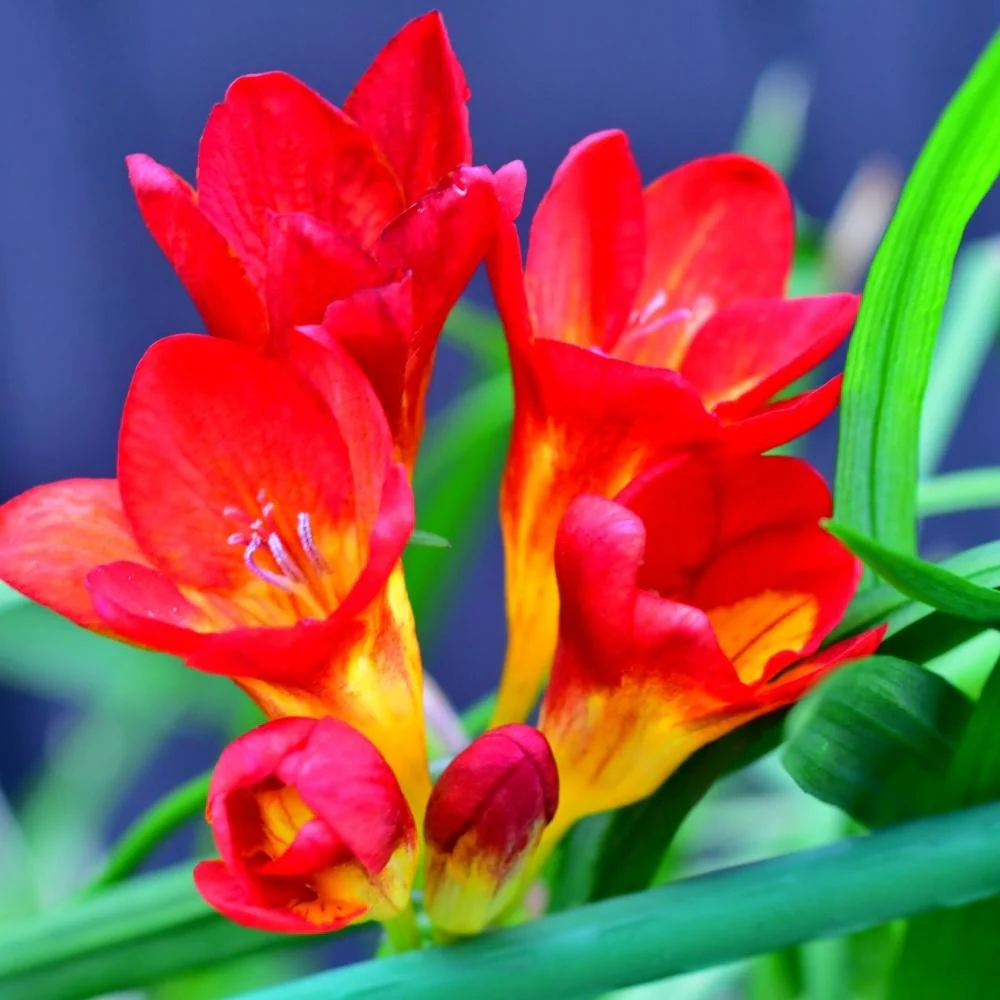 Freesia Red Flower Bulbs (05 Bulbs) - Image 3