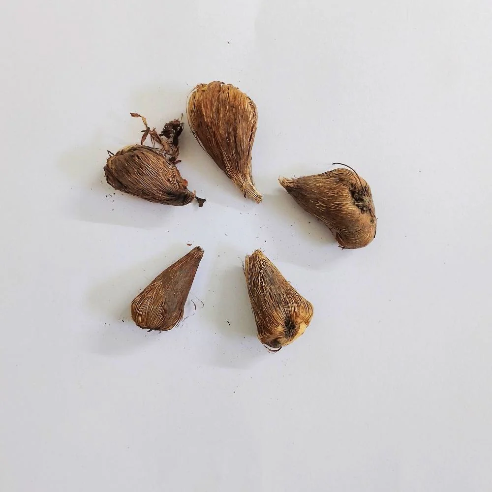 Freesia Red Flower Bulbs (05 Bulbs) - Image 4