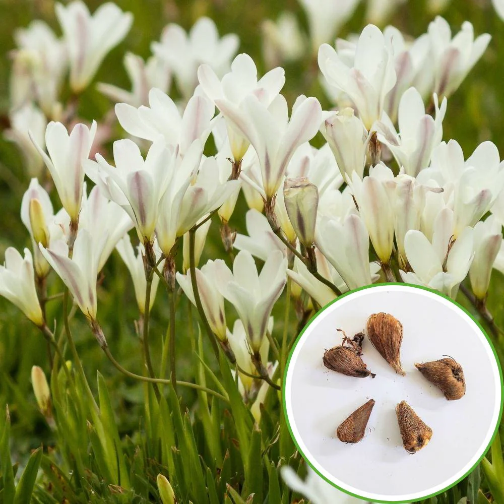 Freesia White Flower Bulbs (05 bulbs) - Image 2