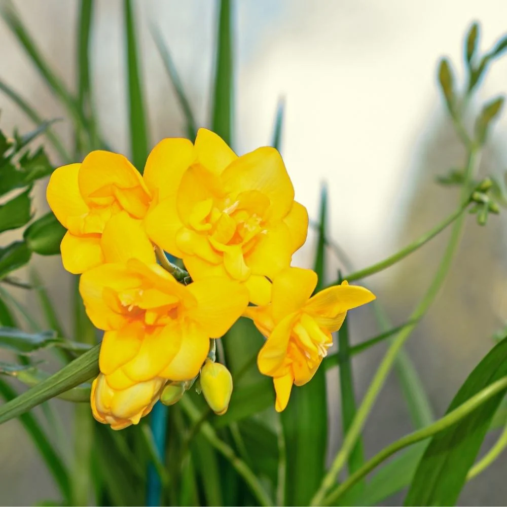 Freesia Yellow Flower Bulbs - Image 3