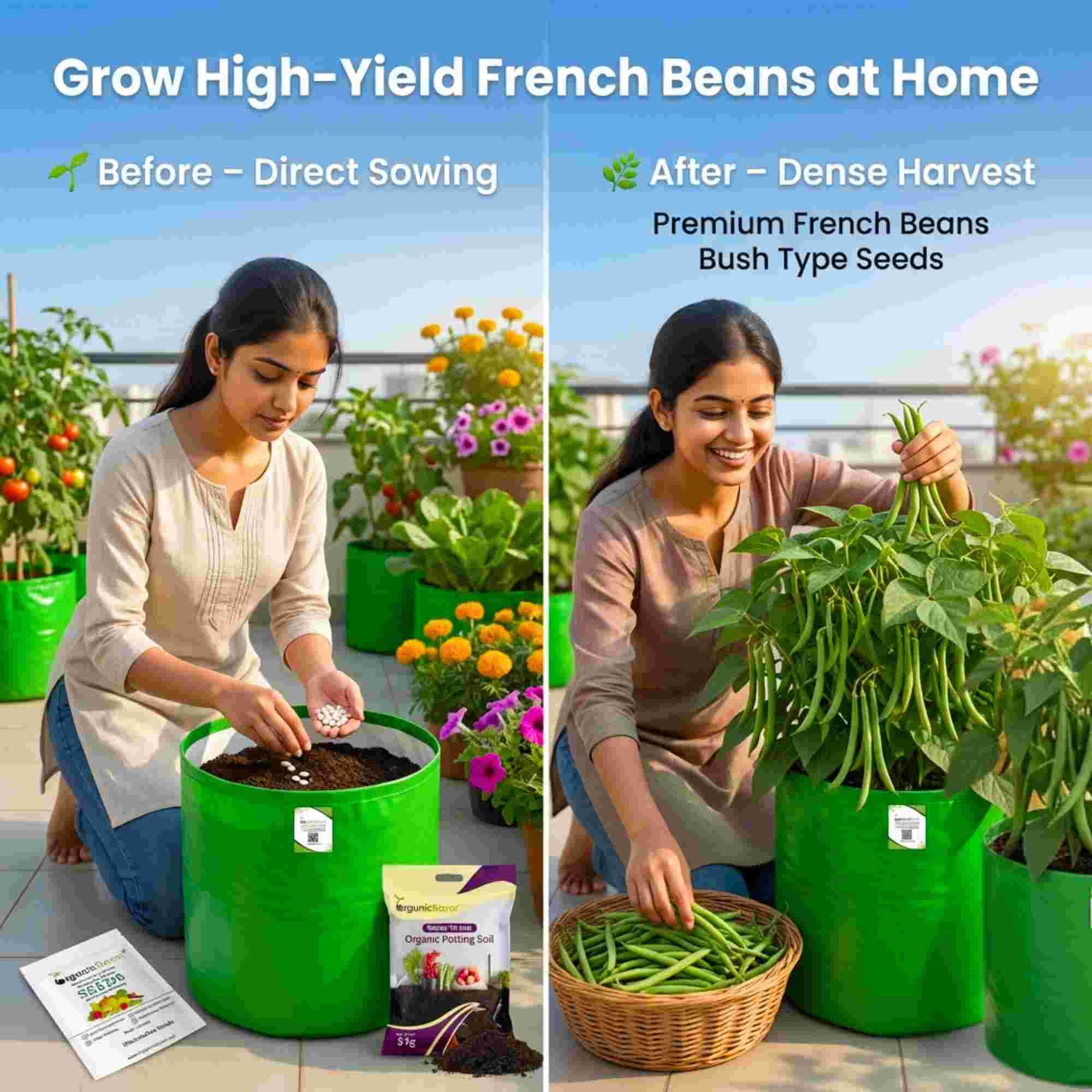 French Beans Bush Type (Dwarf) Seeds - 20 Seeds (फ्रेंच बीन्स के बीज) High Germination, Easy to Grow, High Yield Seeds For Terrace Gardening - Image 3