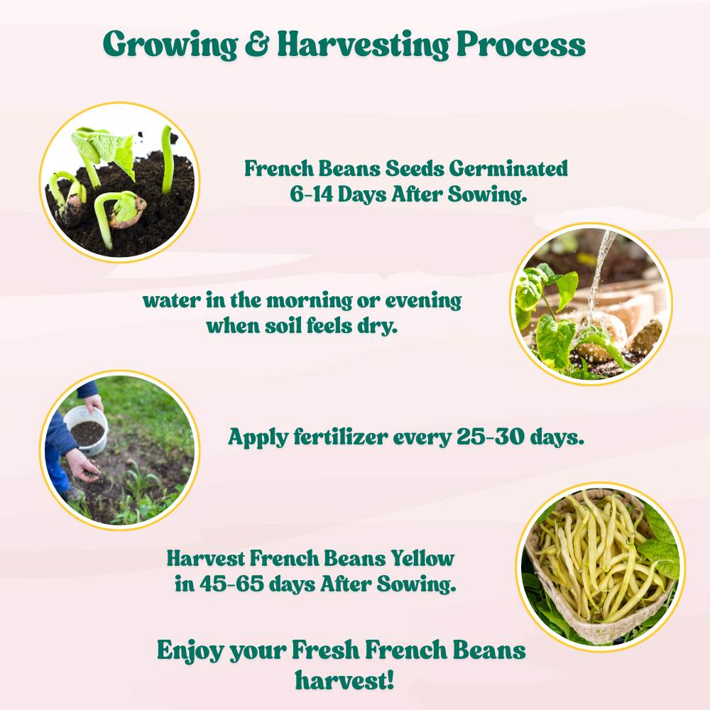 French Beans Yellow Seeds - 15 Seeds (फ्रेंच बीन्स के बीज) High Germination, Easy to Grow, High Yield Seeds For Terrace Gardening - Image 6