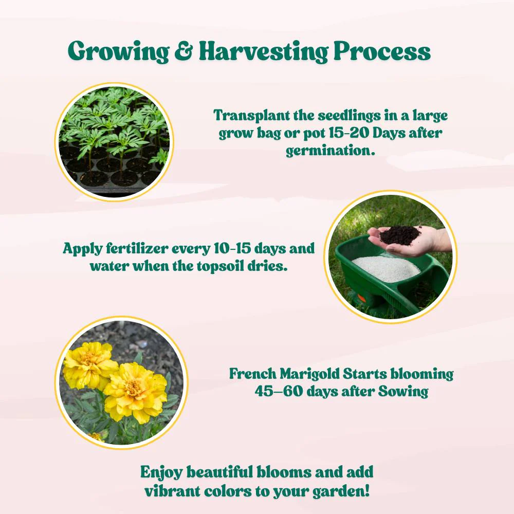 French Marigold Double Yellow Seeds - 100 Seeds (Genda/गेंदा के फूल के बीज) High Germination/ Easy To grow/ Perfect for pots, balconies, or Terrace gardens - Image 6