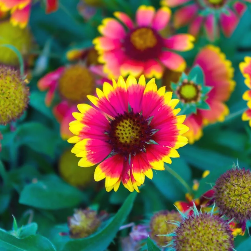Gaillardia Aristata Mix Seeds (200 Seeds) Easy To Grow, High Germination, Perfect for pots, balconies, or Terrace gardens - Image 2