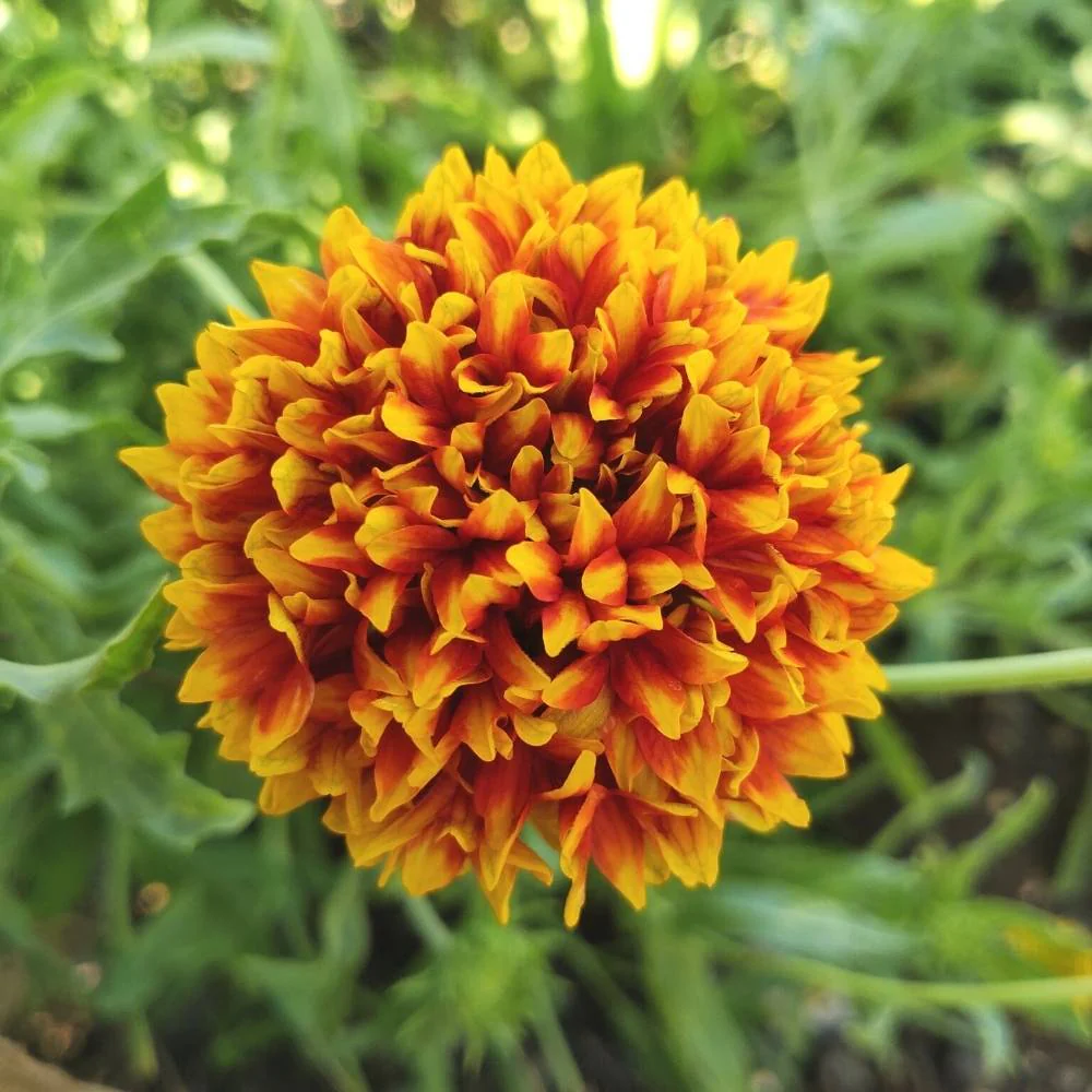 Gaillardia Pulchella Mix Seeds (200 Seeds) Easy To Grow, High Germination, Perfect for pots, balconies, or Terrace gardens - Image 2
