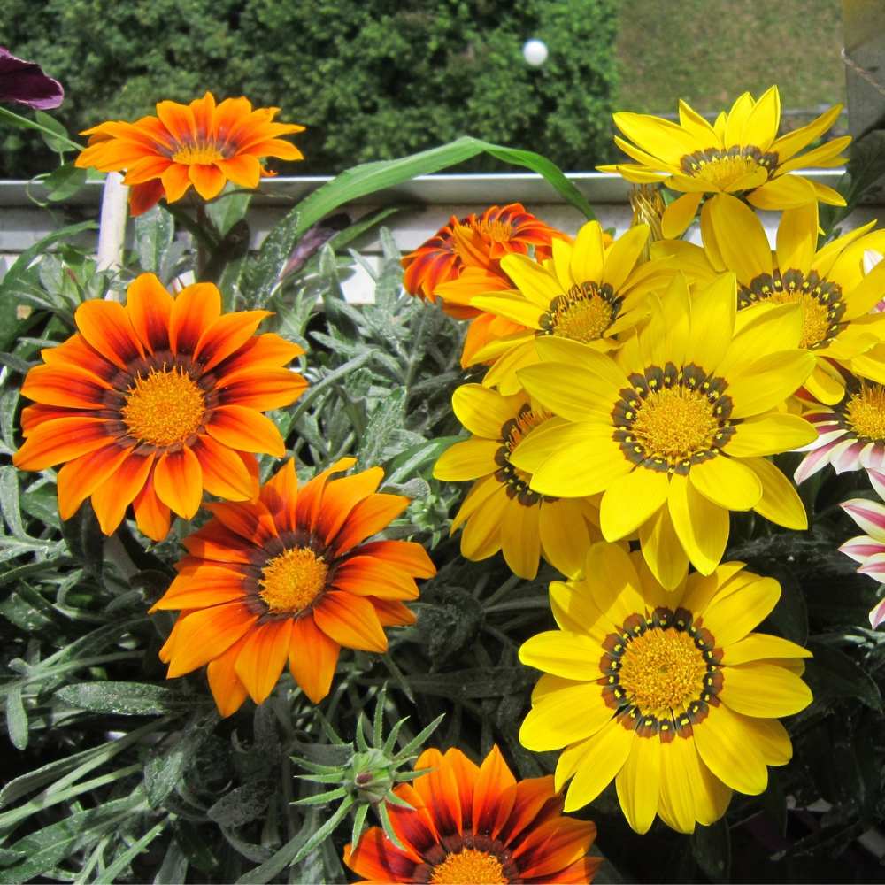 Gazania Sunshine Mix Seeds (150 Seeds) Easy To Grow, High Germination, Perfect for pots, balconies, or Terrace gardens - Image 2