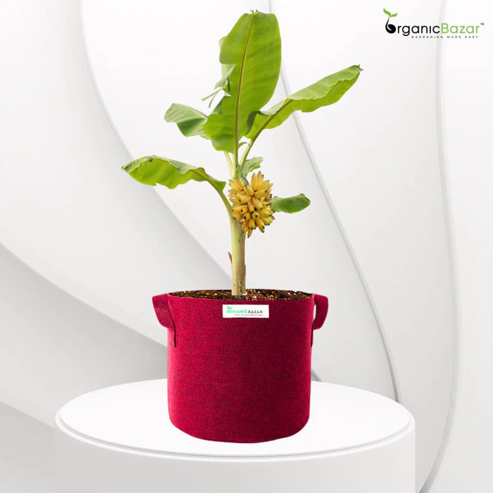 Geo Fabric 18×18 Big Size Grow Bag For Home Gardening Suitable For Fruit Plants