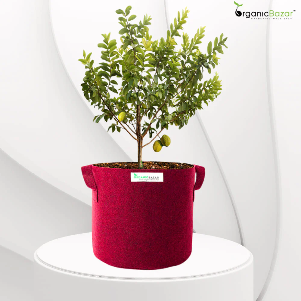 Geo Fabric 21×21 Big Size Grow Bag For Home Gardening Suitable For Fruit Plants
