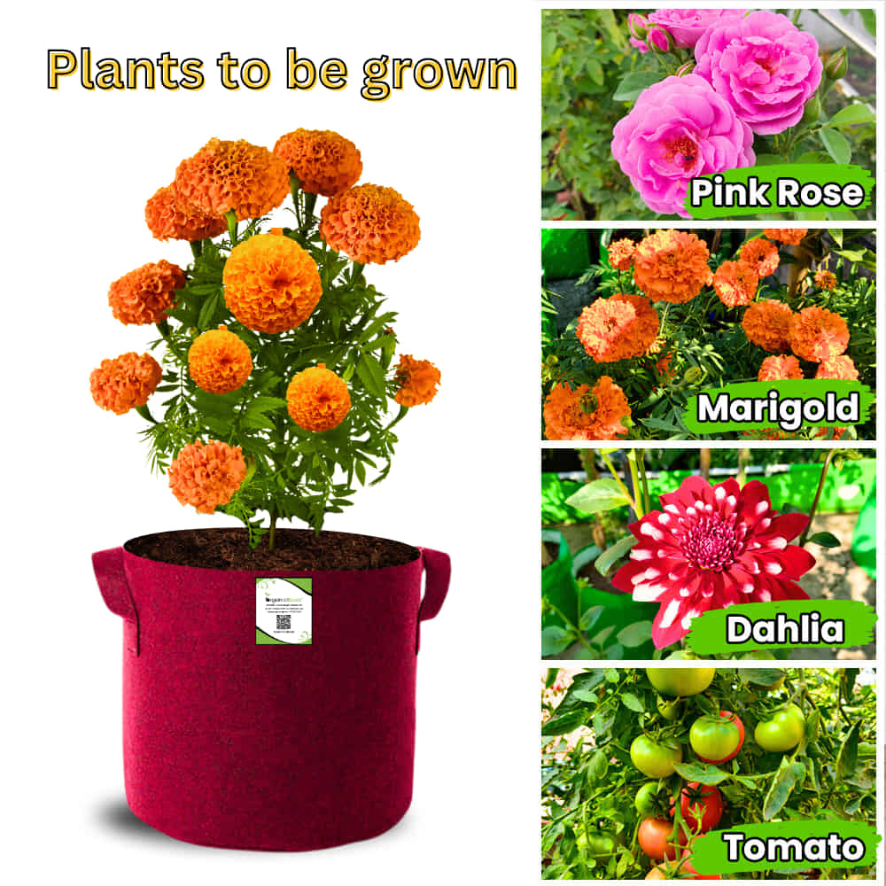 Geo Fabric 12x12 Grow Bag For Terrace Gardening Suitable For Vegetable and Flower Plants - Image 9