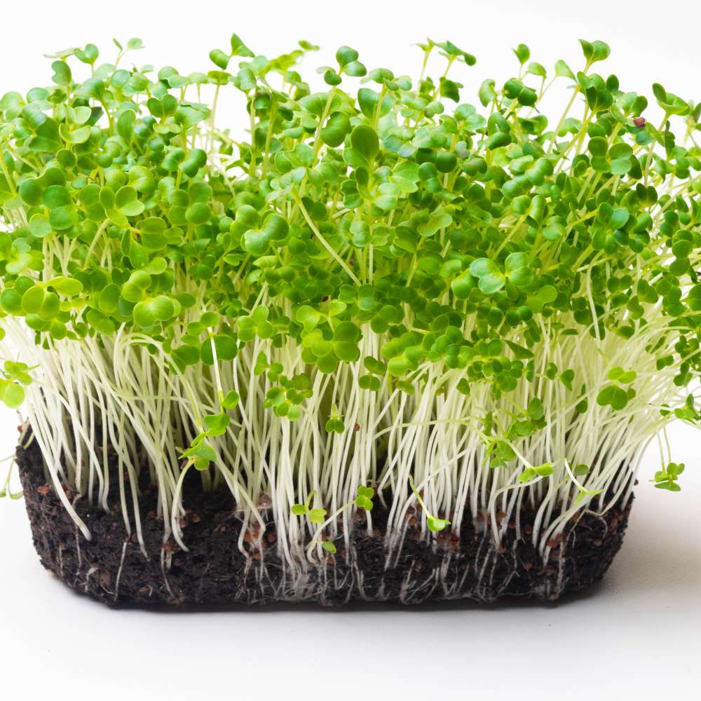 OrganicBazar Geo Fabric Microgreens/Tray Grow Bags For Home & Terrace Garden - Image 4