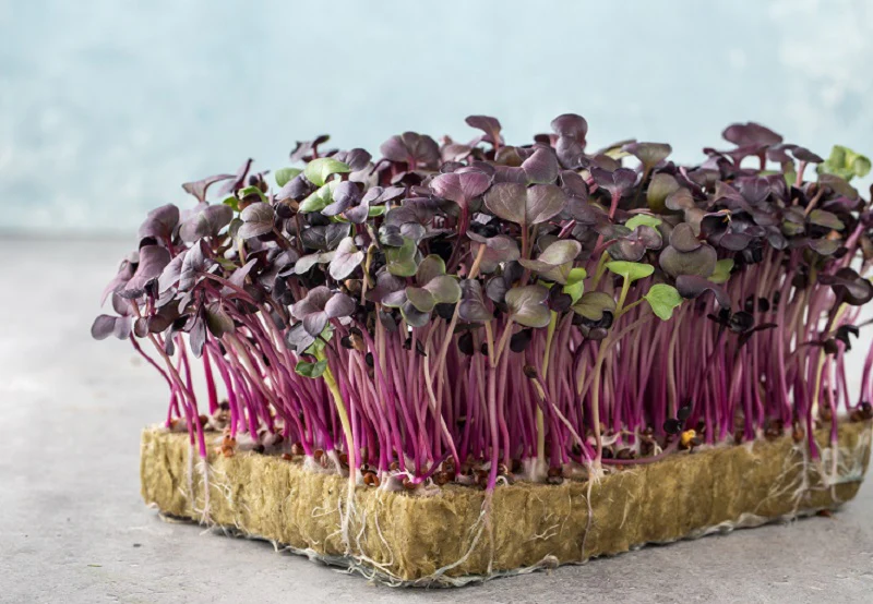 OrganicBazar Geo Fabric Microgreens/Tray Grow Bags For Home & Terrace Garden - Image 5