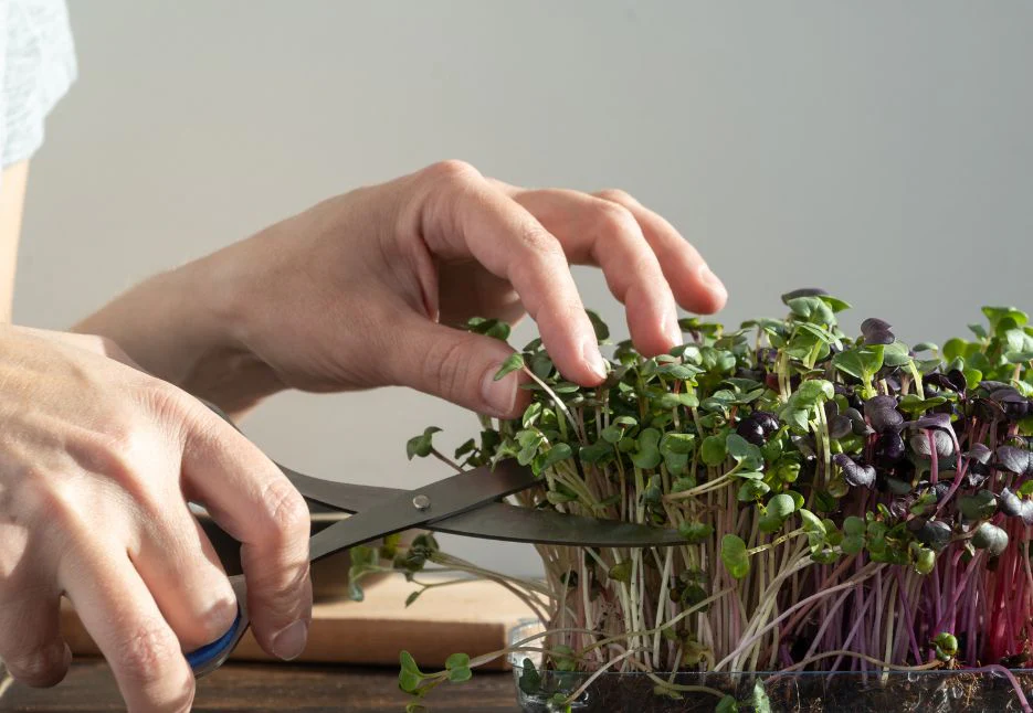 OrganicBazar Geo Fabric Microgreens/Tray Grow Bags For Home & Terrace Garden - Image 6