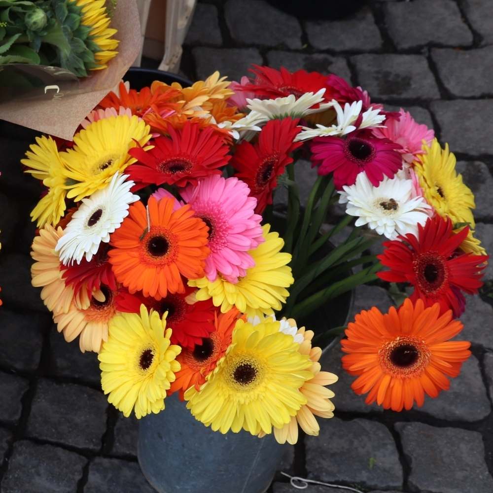 Gerbera Mixed Color Flower Seeds (10 Seeds) High Germination/Multi-Color Blooms/ Perfect for Pots, Terrace or Balcony Garden - Image 2