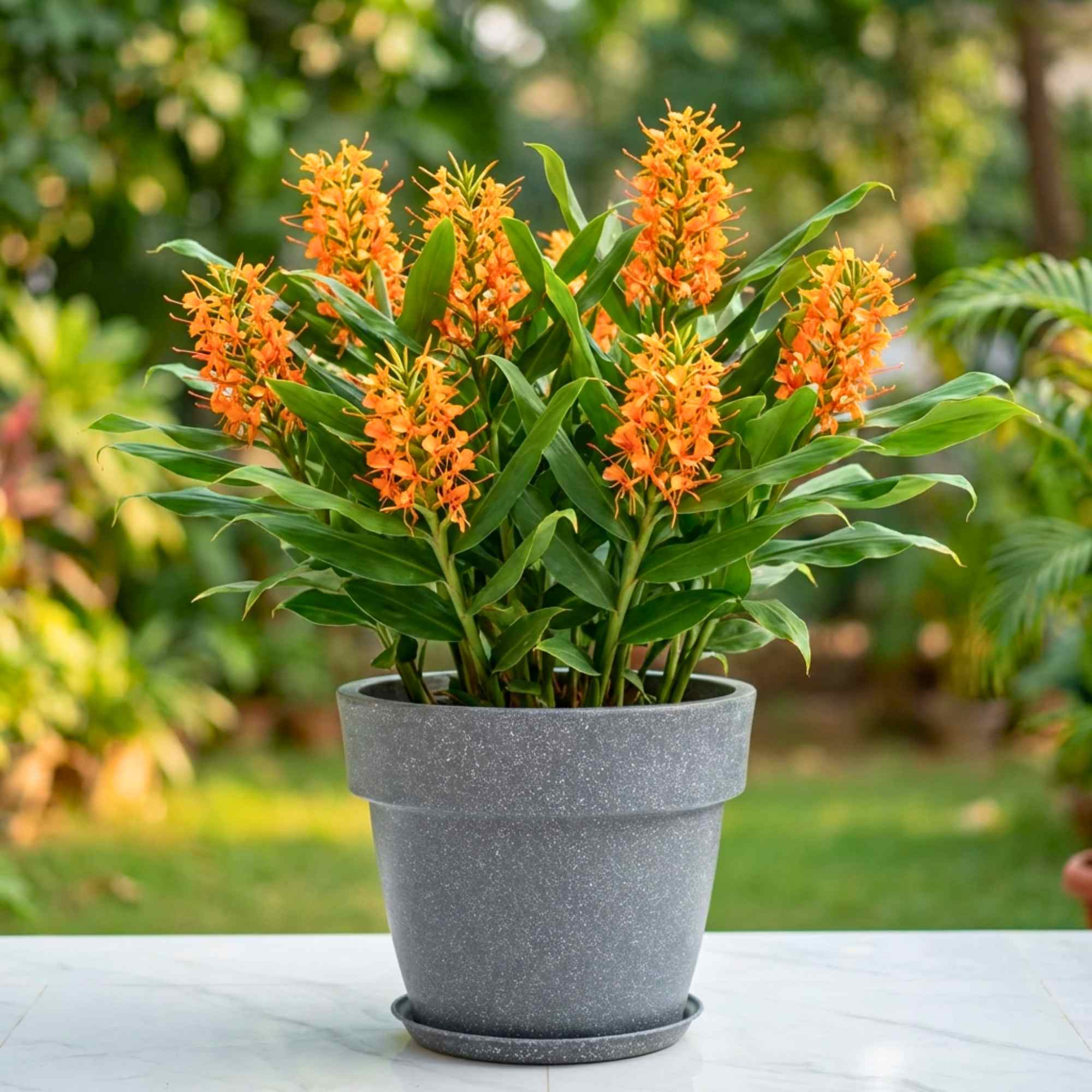 Ginger Lily Orange Flower Bulbs