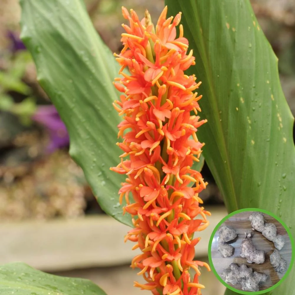Ginger Lily Orange Flower Bulbs - Image 2