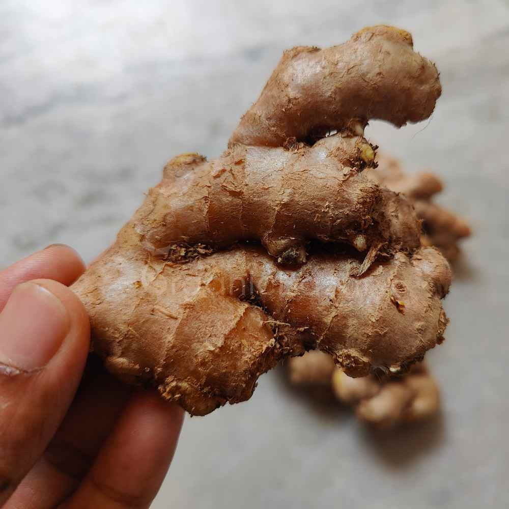 Ginger (Adrak) Rhizome/Root/Seeds For Planting/Growing/Sowing (400 g) - Image 3