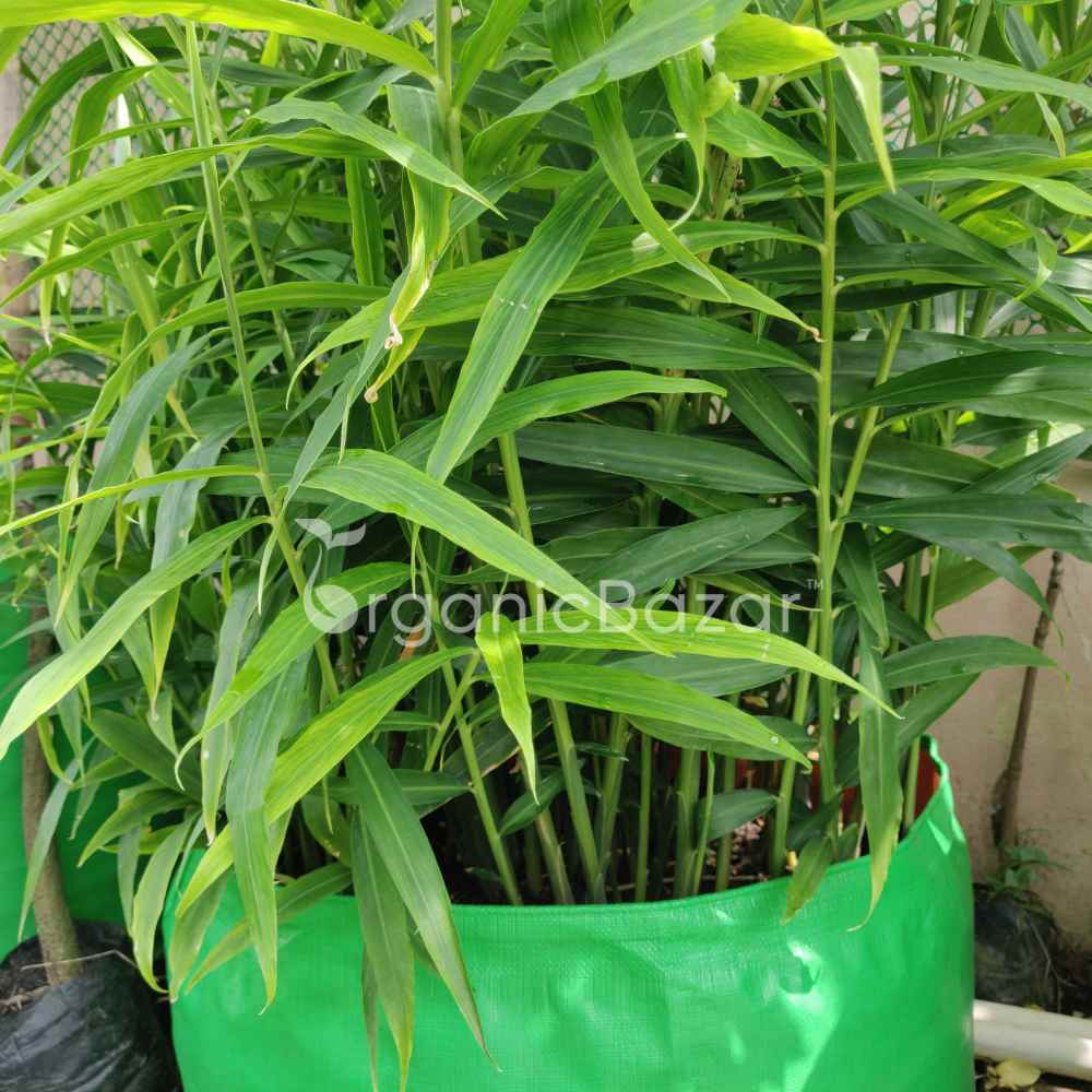 Ginger (Adrak) Rhizome/Root/Seeds For Planting/Growing/Sowing (400 g) - Image 4
