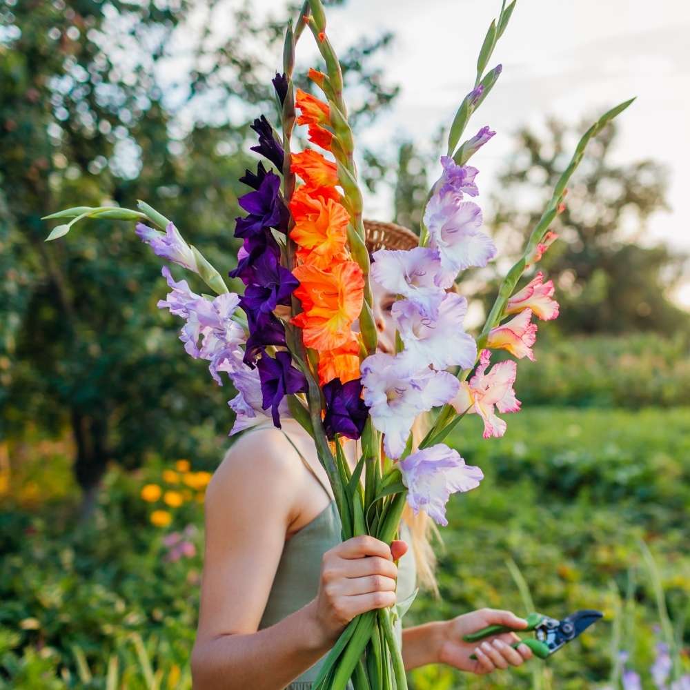 Gladiolus Mix Color Flower Bulbs (10N) - Image 3