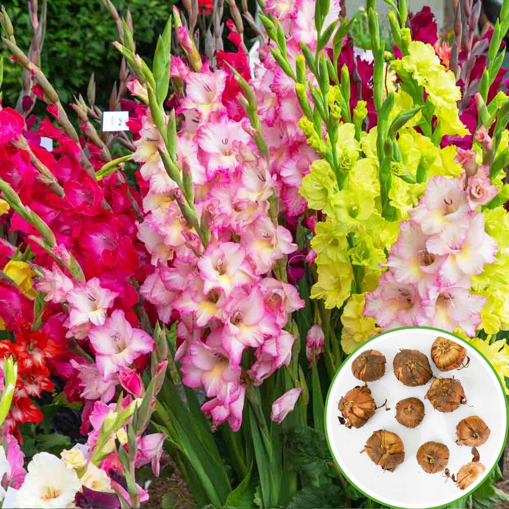 Gladiolus Mix Color Flower Bulbs (10N) - Image 4