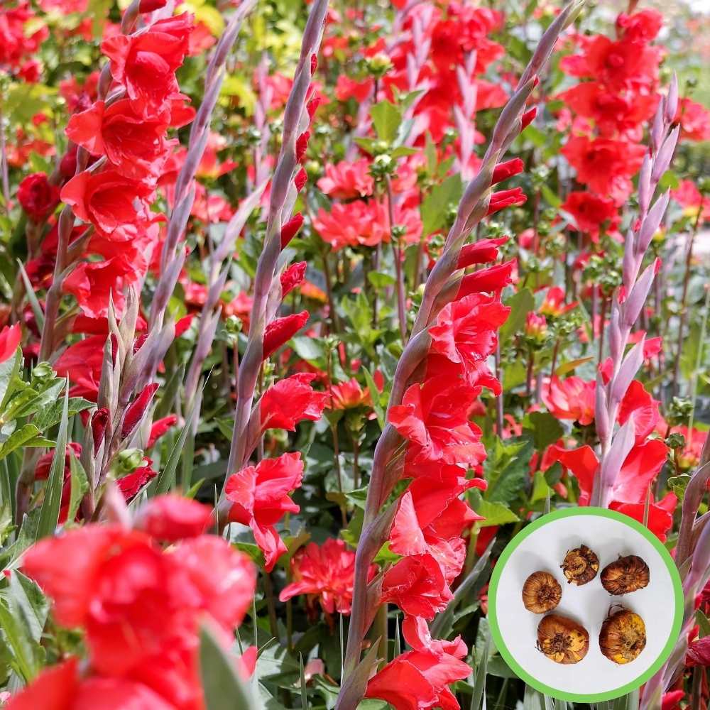 Gladiolus Red Flower Bulbs (05N - Image 2