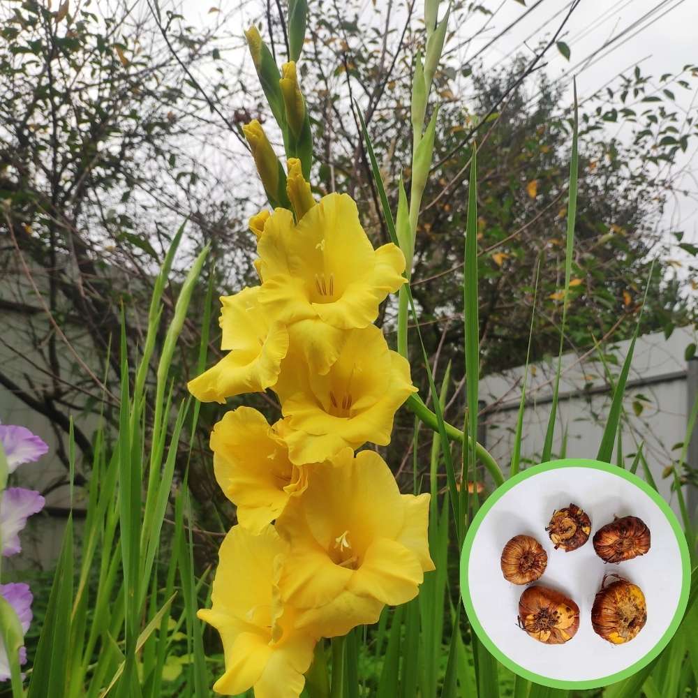 Gladiolus Yellow Flower Bulbs - Image 2