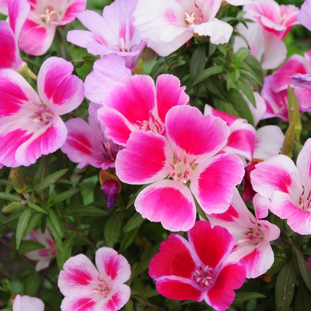 Godetia Azaleaflora Mix Seeds (200 Seeds) - Image 2