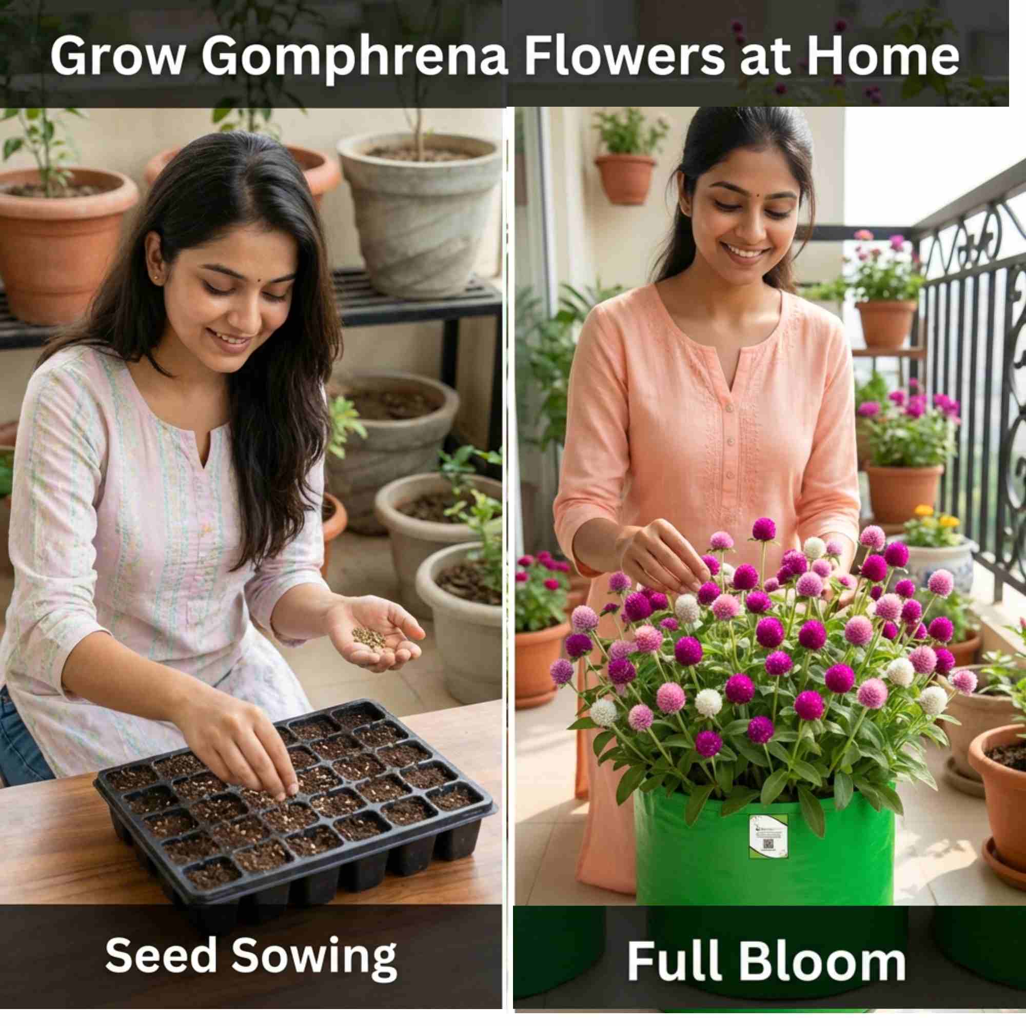Gomphrena Choice Mixed Seeds (150 Seeds) Easy To Grow, High Germination, Perfect for pots, balconies, or Terrace gardens - Image 3