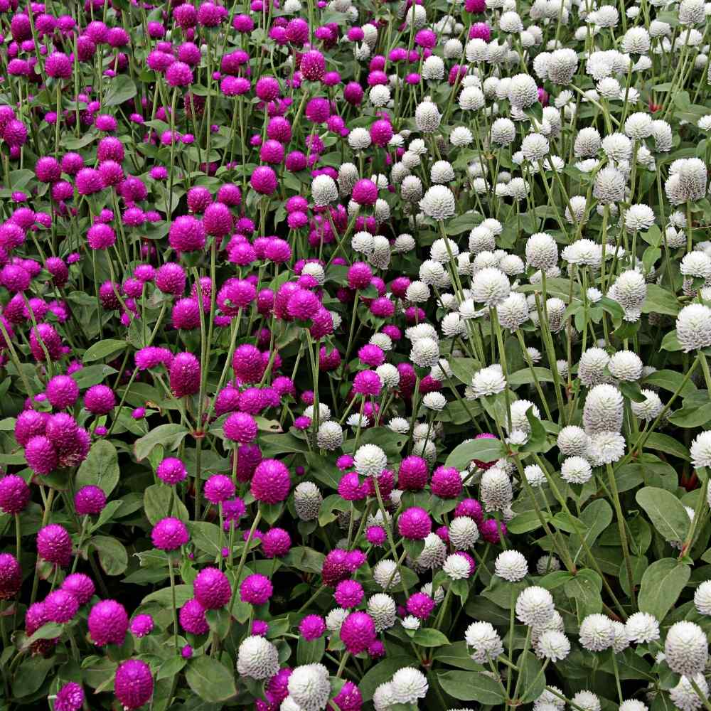 Gomphrena Choice Mixed Seeds (150 Seeds) Easy To Grow, High Germination, Perfect for pots, balconies, or Terrace gardens - Image 4
