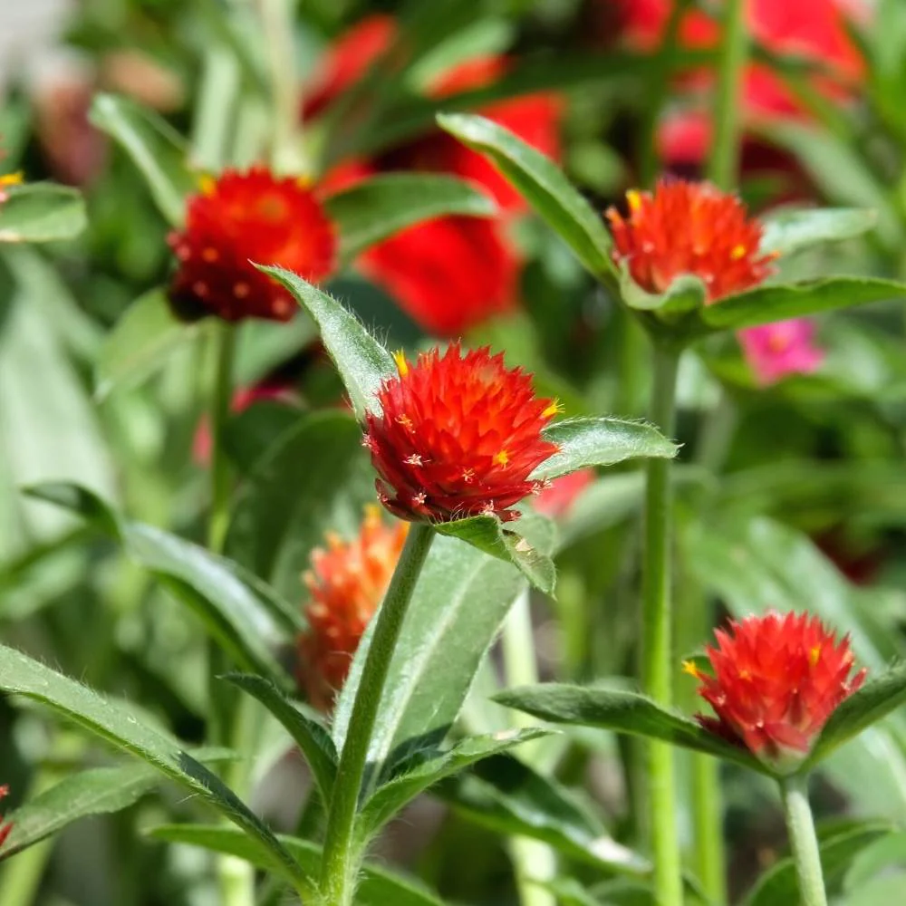 Gomphrena Strawberry Fields Seeds (200 Seeds) Easy To Grow, High Germination, Perfect for pots, balconies, or Terrace gardens - Image 2